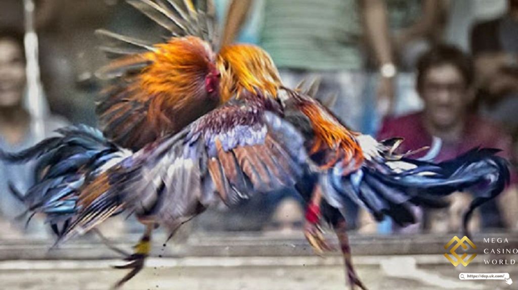 Lưu ý và rủi ro khi chơi đá gà online